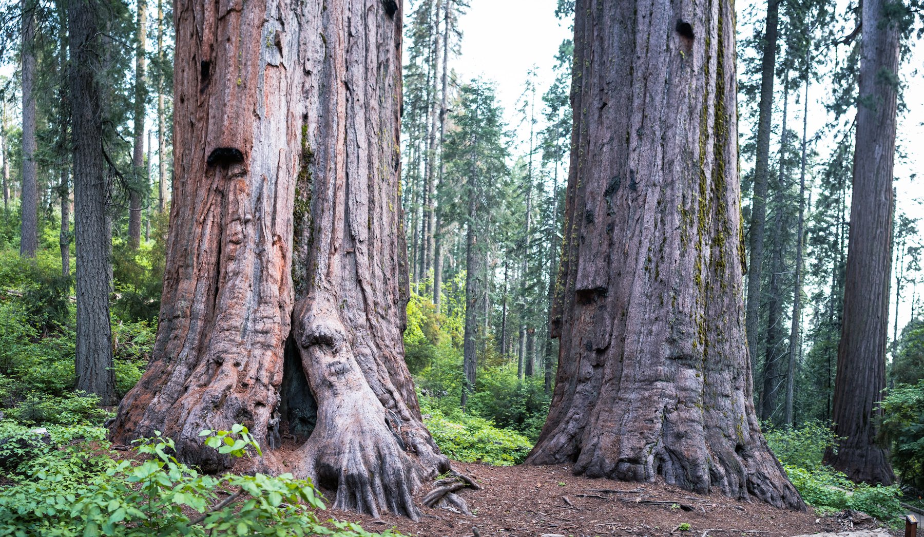 Giant sequoias at Calaveras Big Trees State Park