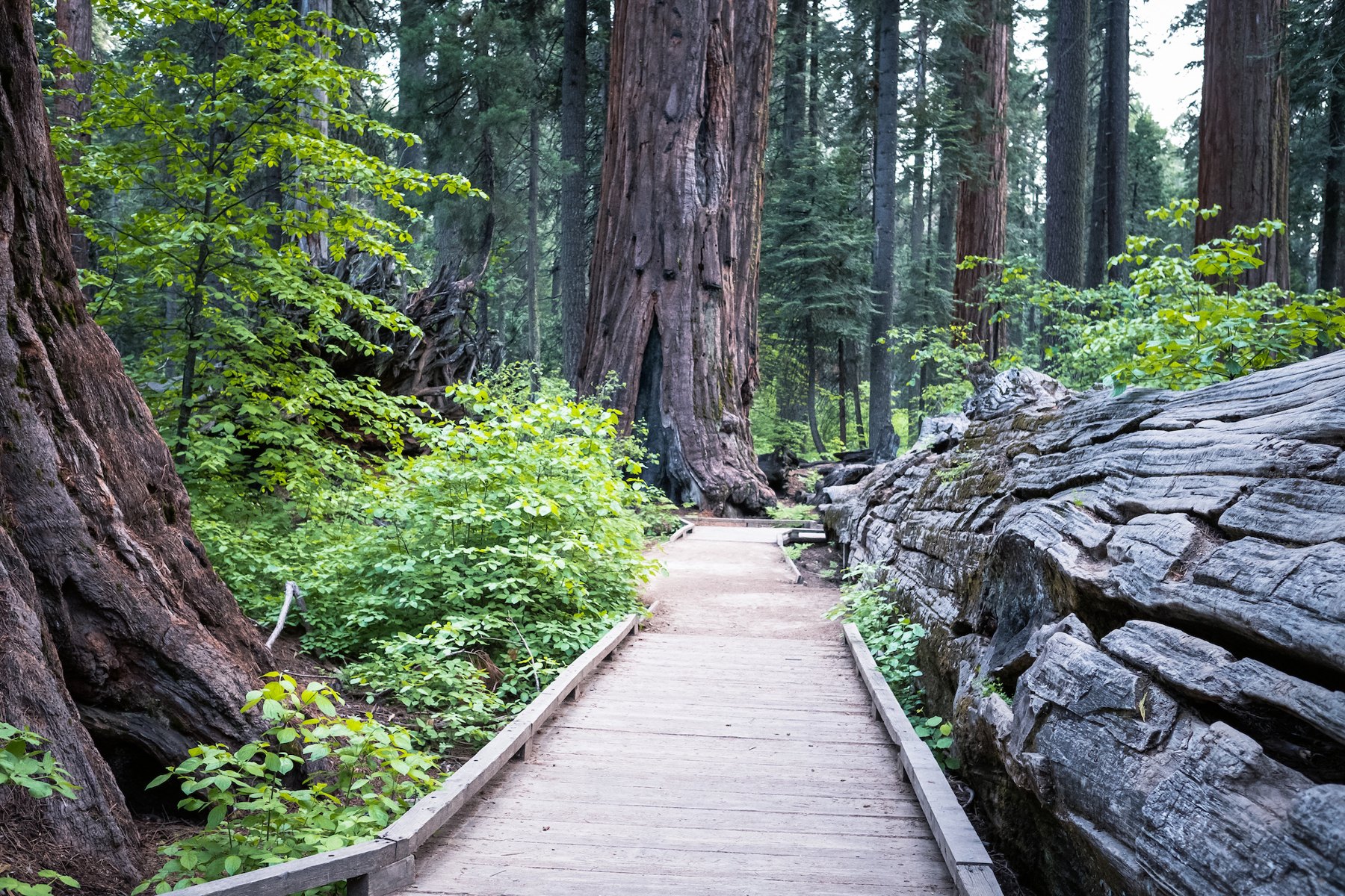 Forest boardwalk among giant sequoias at Calaveras Big Trees State Park