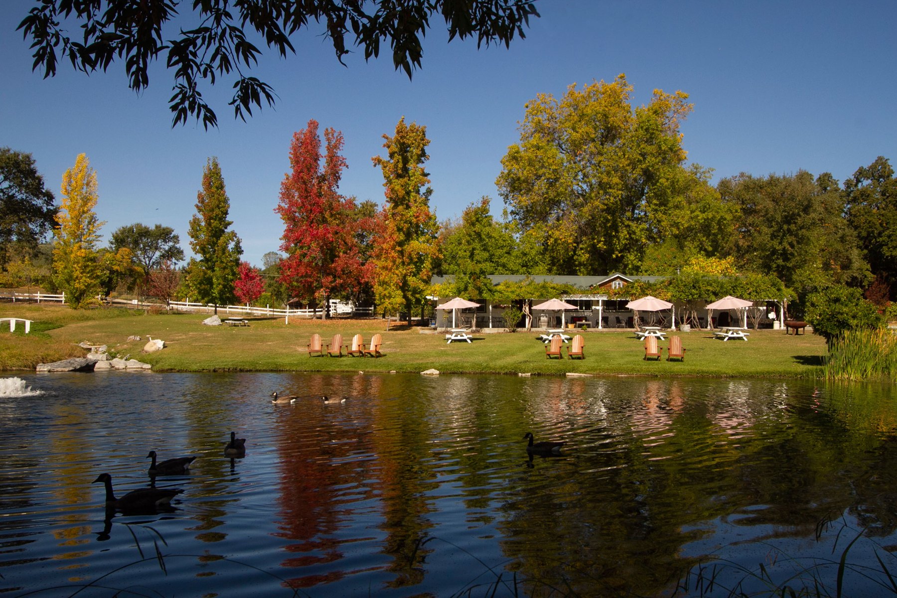 Pond, lawns, and autumn trees at Indian Rock Vineyards